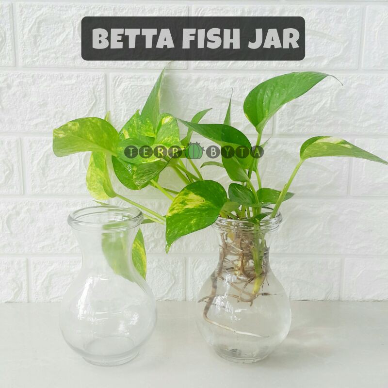 Terrabyta - Gelas / Botol / Vas / Aquarium Tanaman Air /Ikan Cupang
