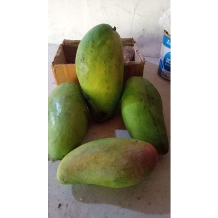 

buah mangga