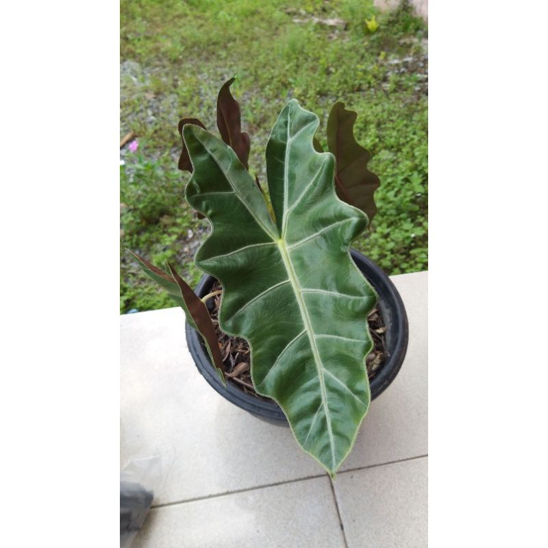 Bunga keladi amazon lokal (anakan keladi amazon lokal)