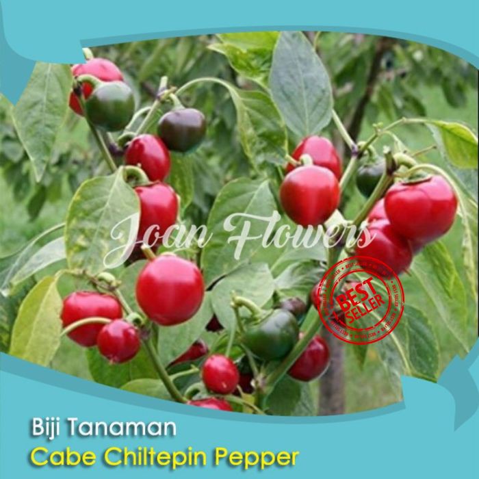 Bibit Tanaman Cabe Chiltepin Pepper Seeds Satan's Kiss Pepper plant
