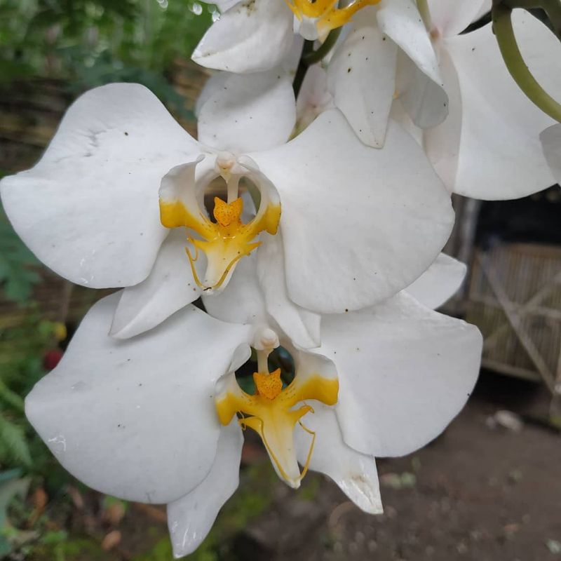 Jual Anggrek bulan phalaenopsis amabilis/puspa pesona Murah | Shopee ...