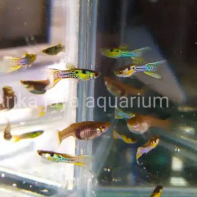 Ikan guppy blue japan dobel sword ikan hias untuk mempercantik aquarium muraj grosir ecer