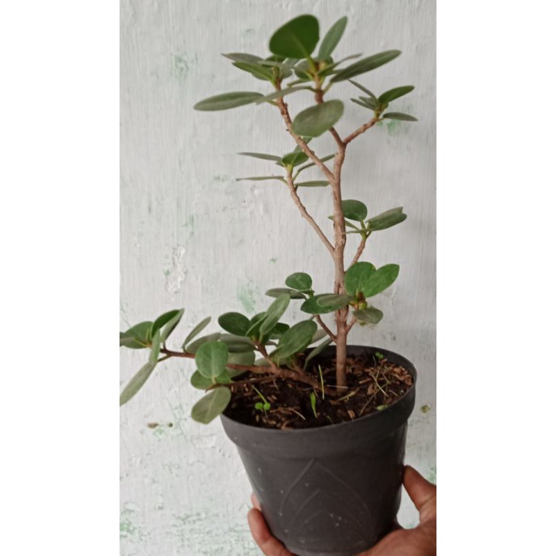 BIBIT FICUS  BERINGIN DOLAR