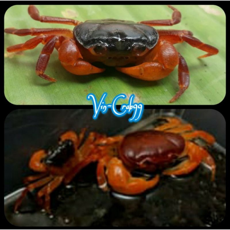Kepiting Full air Tawar (Red Glasses Crab)