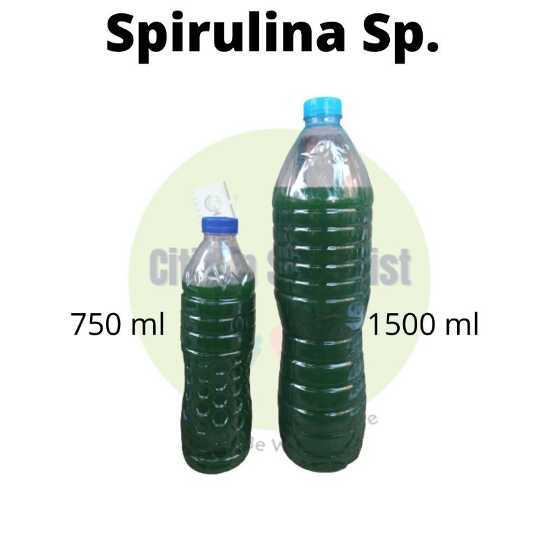 

Spirulina Platensis (Alga Biru-Hijau) . Kultur murni termurah