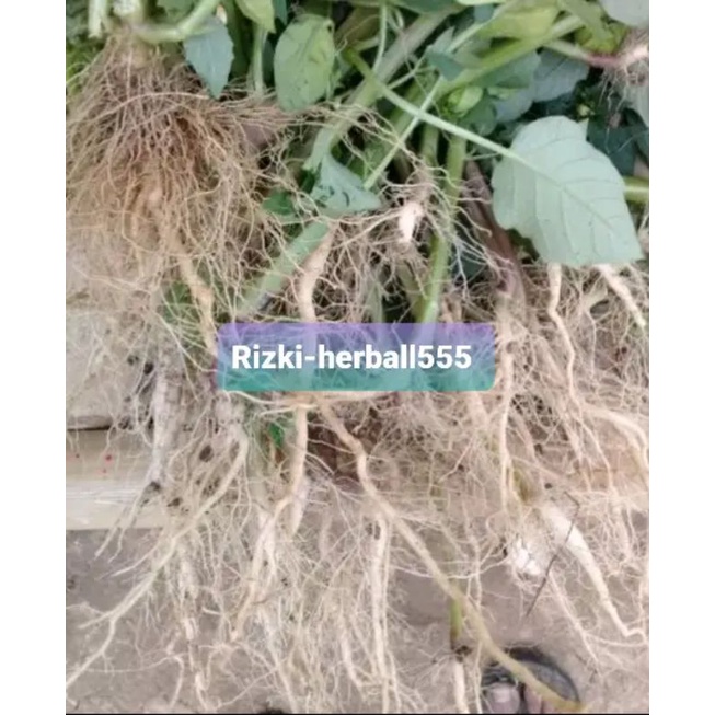 

akar ciplukan segar 250 gram