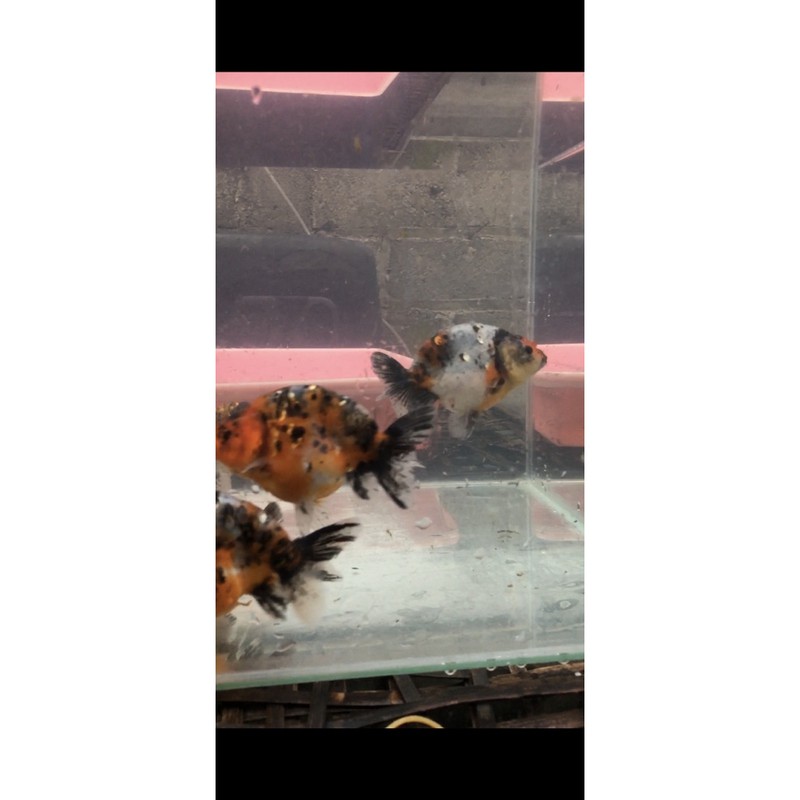 ranchu hybrid size 8-11cm (rancom stock)