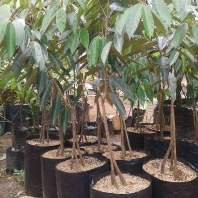 bibit buah Durian Montong kaki 3 bibit durian Montong (BISACOD) cepat berbuah