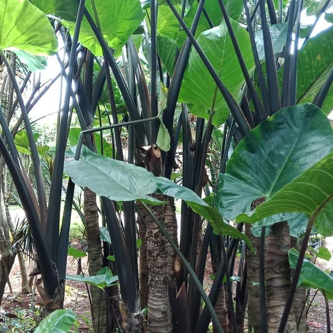 tanaman hias keladi hitam/batang besar tinggi 2-3 meter