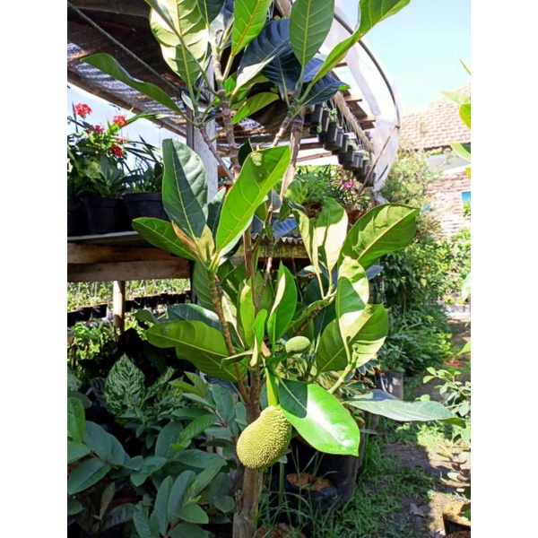 Tanaman Buah Nangka Sudah Berbuah