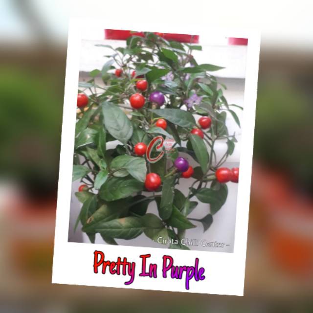 

Biji / Buah PRETTY IN PURPLE