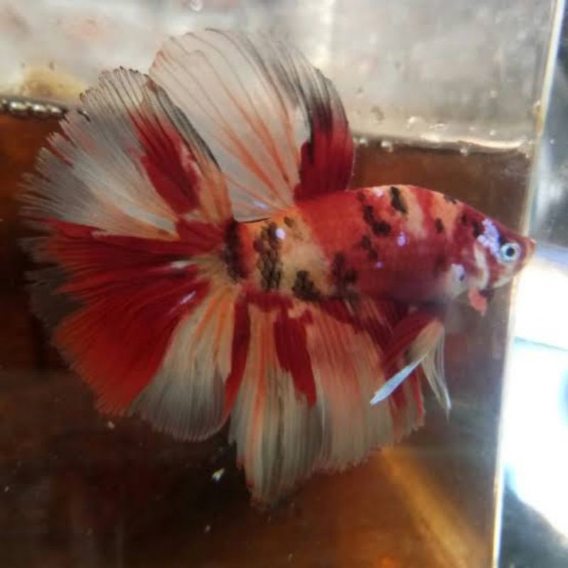 Ikan cupang HM nemo full blok REAL 100%