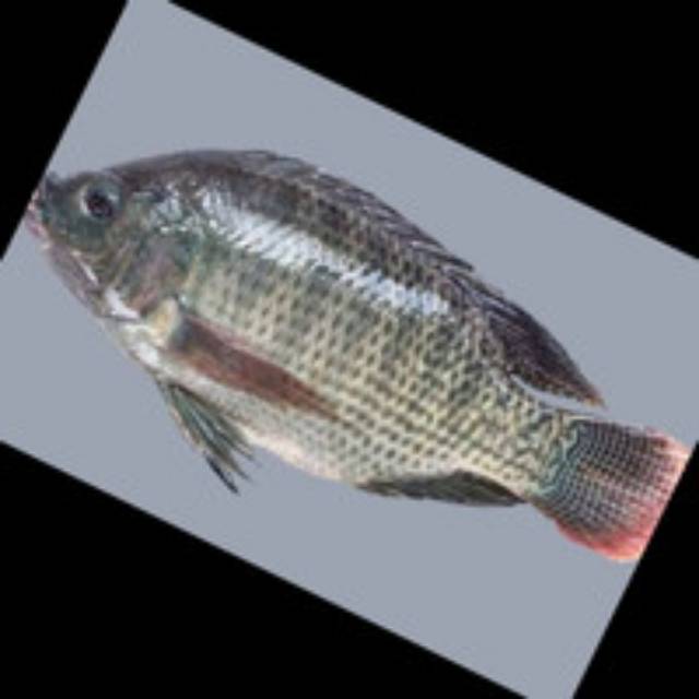 

IKAN NILA 500 GR AREA BANDUNG