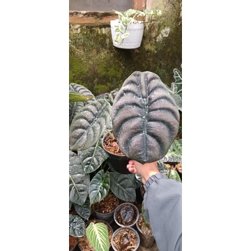 alokasia cuprea/keladi tengkorak