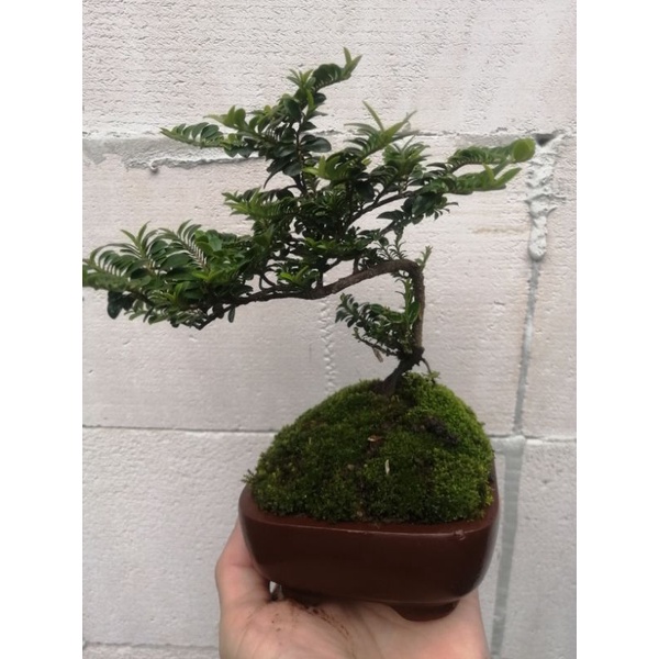 bonsai mame ohna micro import