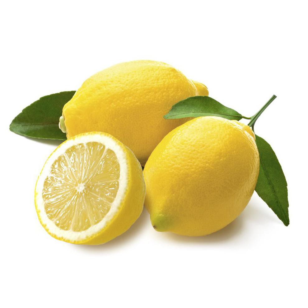 bibit jeruk lemon tanpa biji