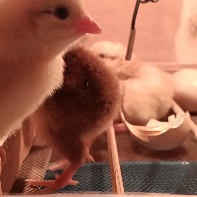 Timer Digital DH48S-S untuk Mesin Tetas Telur Otomatis untuk Mesin Tetas Telur Ayam Bebek Burung