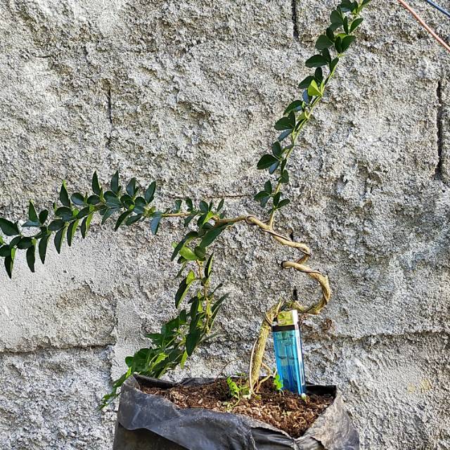 Jeruk kinkit bonsai kawat dasar