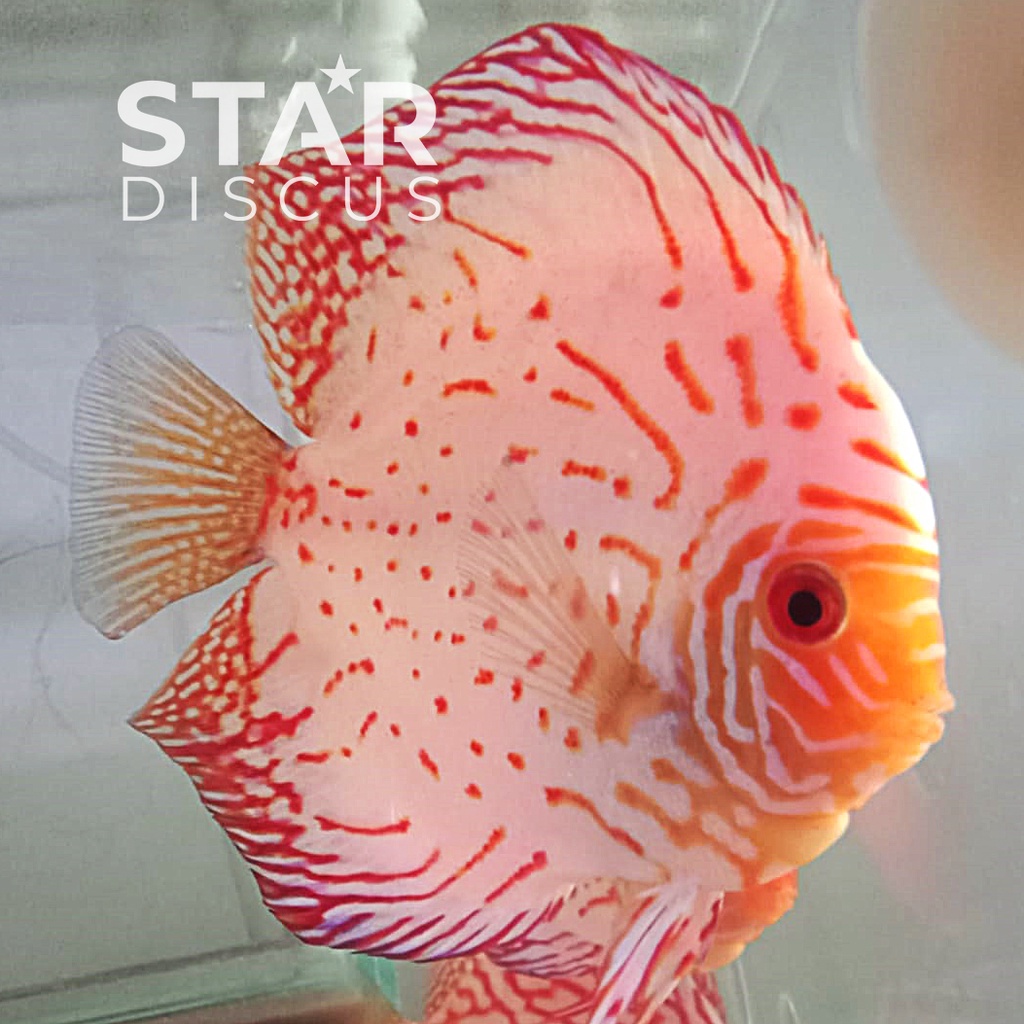 Discus White Pigeon ukuran 4,25 inch - diprediksi jantan