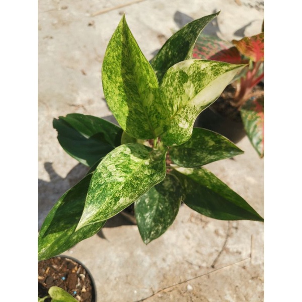 Aglaonema siam jade