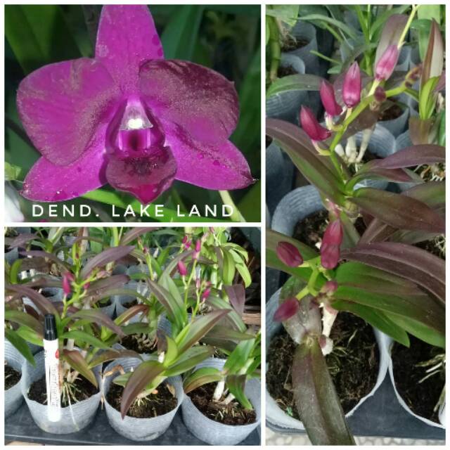 Dendrobium Lake Land / Anggrek Dendrobium Mini silangan Black Cat