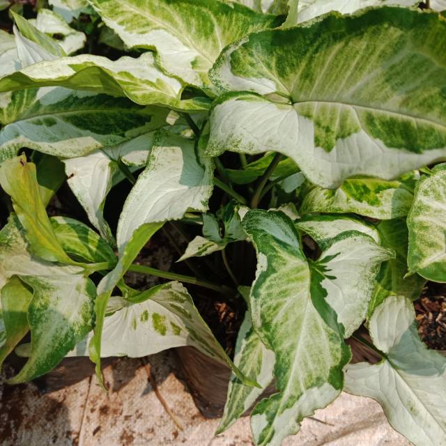 Syngonium, syngonium varigata, syngonium magic marble