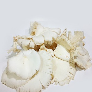 

Jamur Tiram - 250 Gram