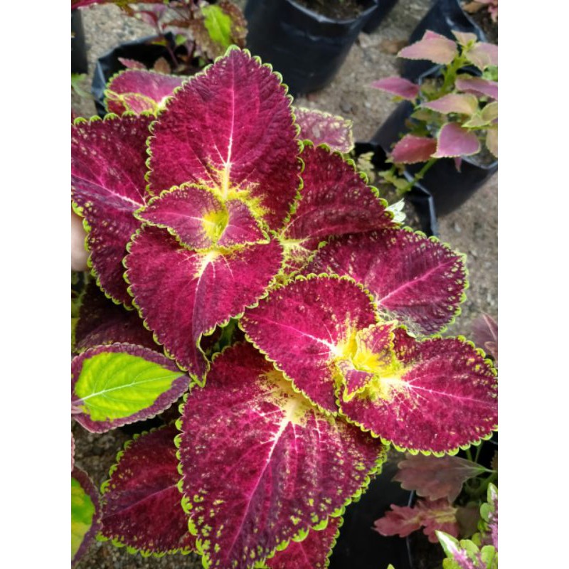 Miana premium id Jantung Hati