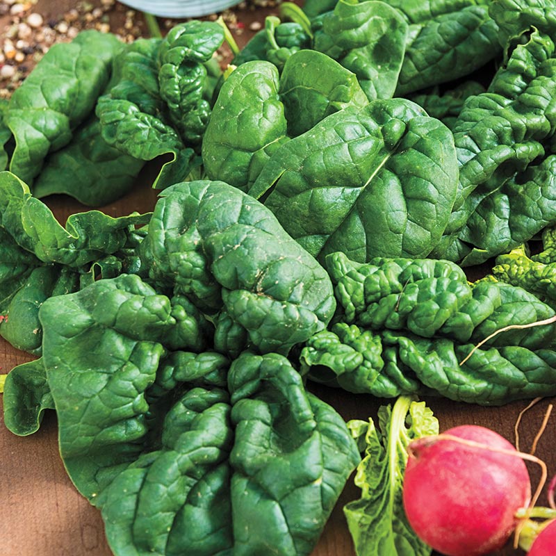 Benih Bibit Biji - Spinach Bloomsdale Long Standing (Spinacia oleracea) Seeds - IMPORT