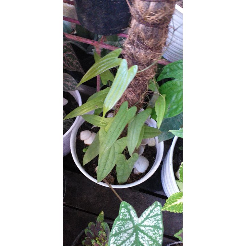 Dioscorea Sp kalimantan