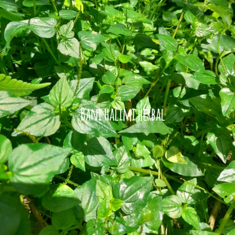 

Daun Cecer Kempes/Suruhan/Tumpang Air 250 gram