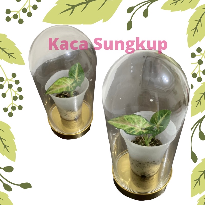 Kaca Sungkup / Tempat sungkup tanaman hias