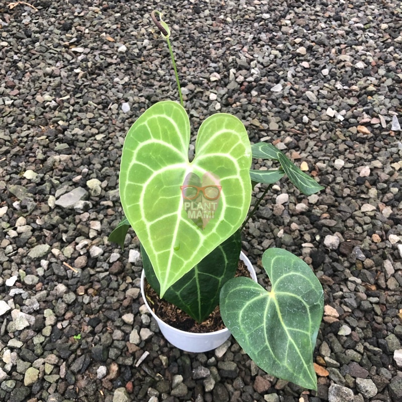 Anthurium Clarinervium | Anthurium Tarantula