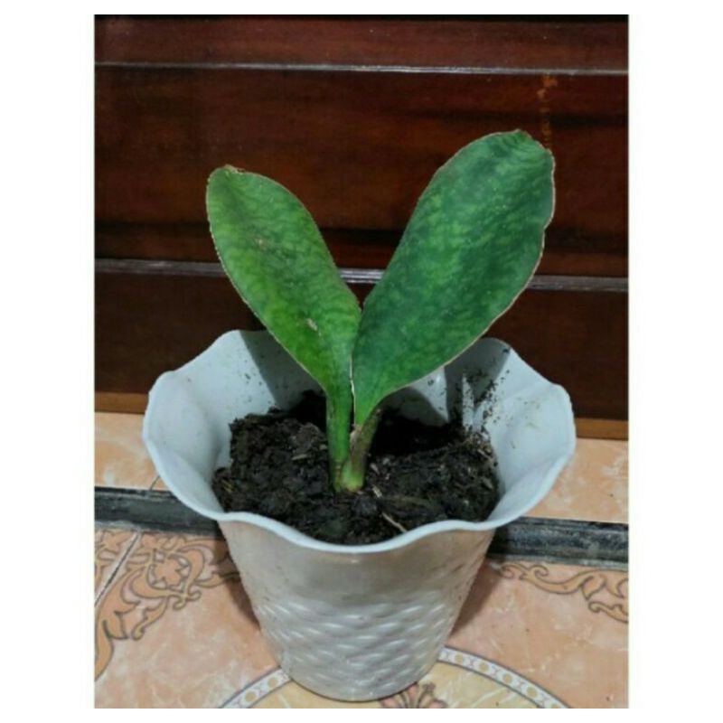 SANSIVERA MANSONIANA GIANT/SANSIVERA CENTONG