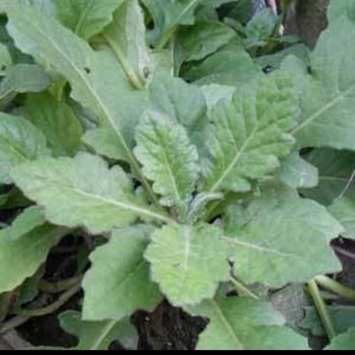 Tanaman Herbal Daun Dewa,  Pohon Dewa / tanaman dewa