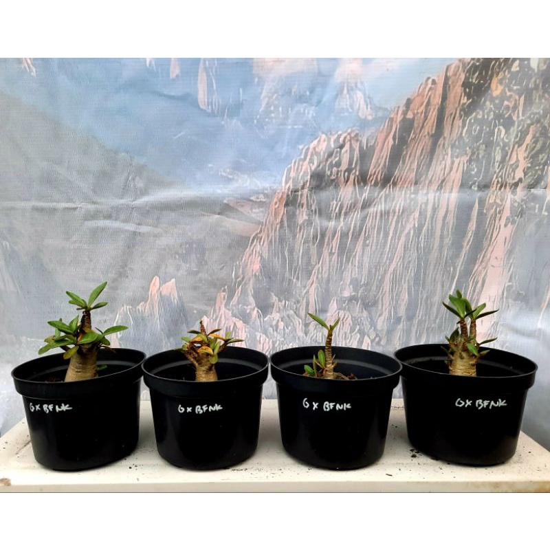 Adenium Godji x BFNK