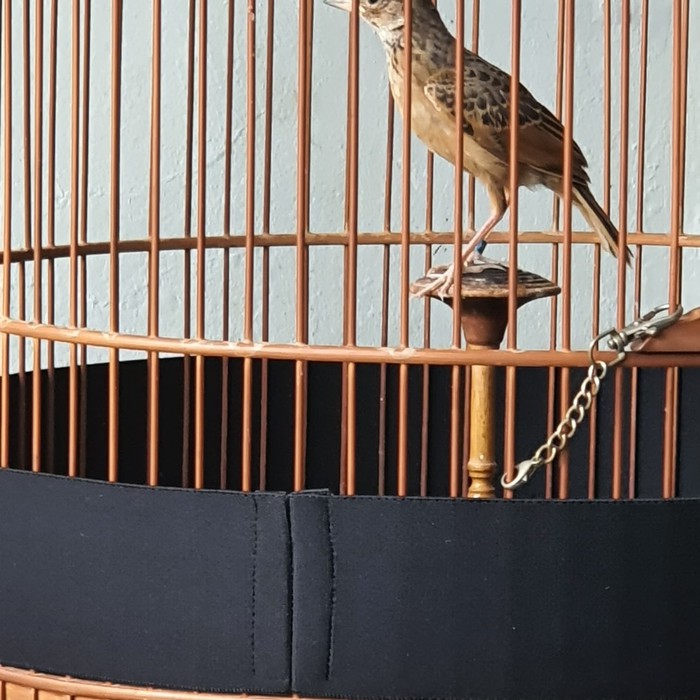 Deker Kandang Branjangan 6 cm