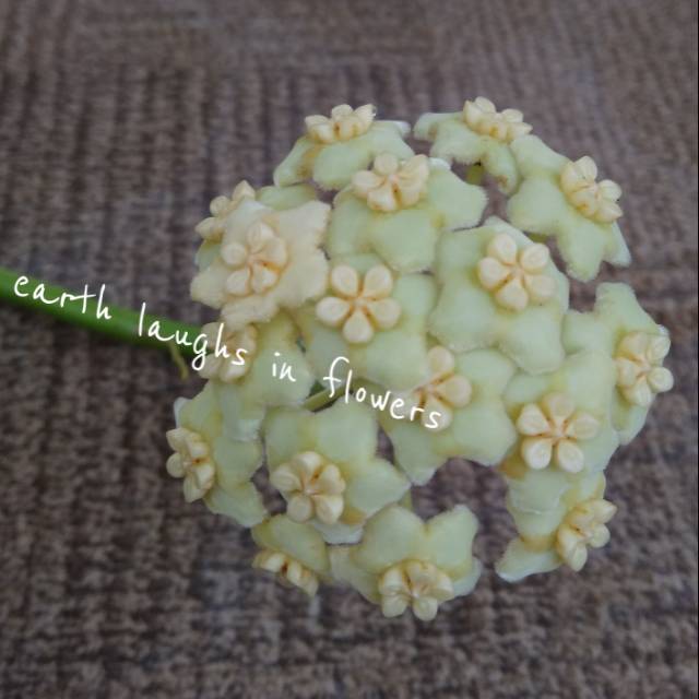 Hoya sp Malang