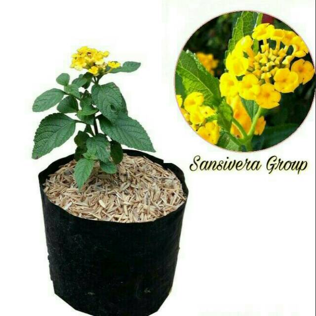 Tanaman Bunga Lamtana Kuning / Lantana / Tembelekan Lantana camara