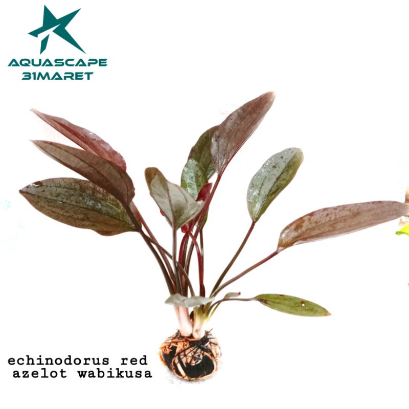 echinodorus red azelot tanaman aquascape media wabikusa
