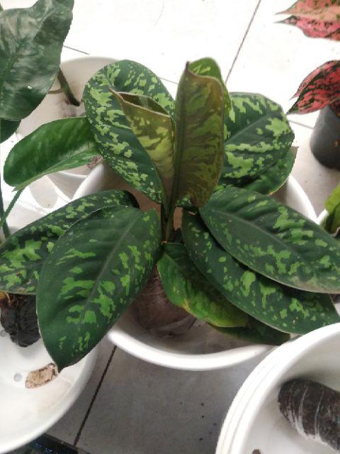 Homalomena Totol Putih