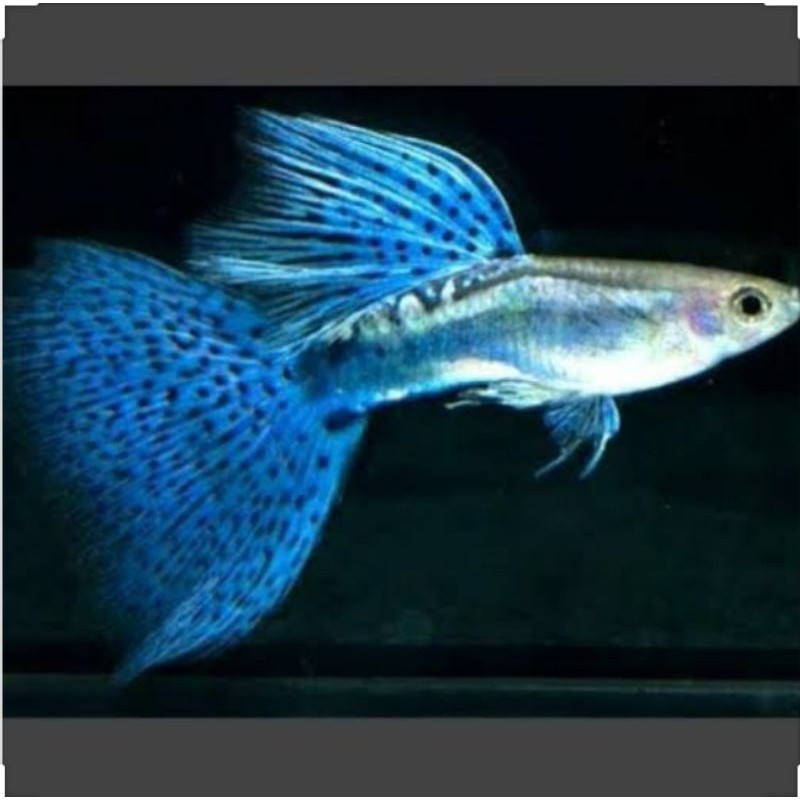 

ikan guppy blue grees