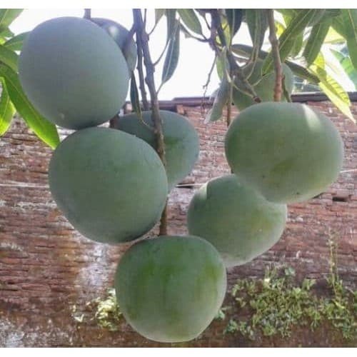 Bibit mangga kelapa super