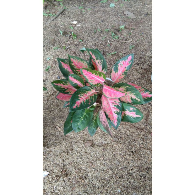 aglonema kocin rumpun