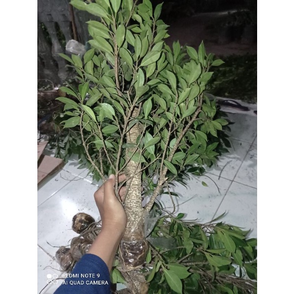 Cangkok Bonggol Bonsai Pohon Beringin Kimeng Murah/Besar kisaran lengan anak/tinggi kisaran 40cm geg