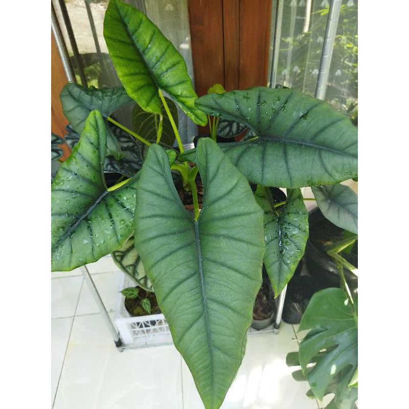 Alocasia Bisma