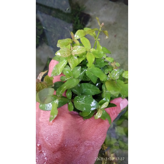 

Senikertas- Hygrophila Polysperma Sunset -Kertas-Seni.