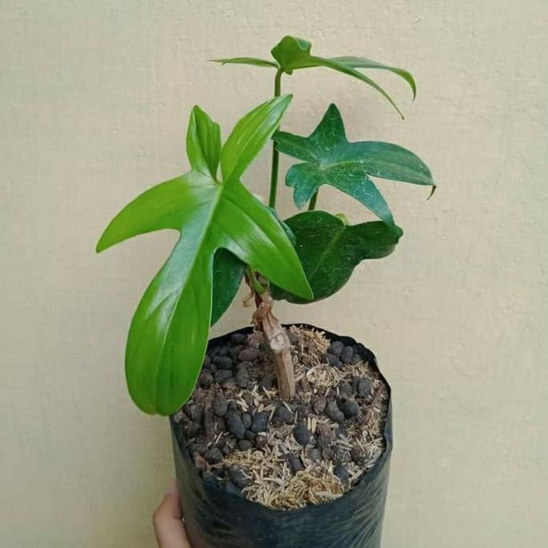 Bibit tanaman hias pohon philodendrum merpati hijau / pohon philo florida hijau