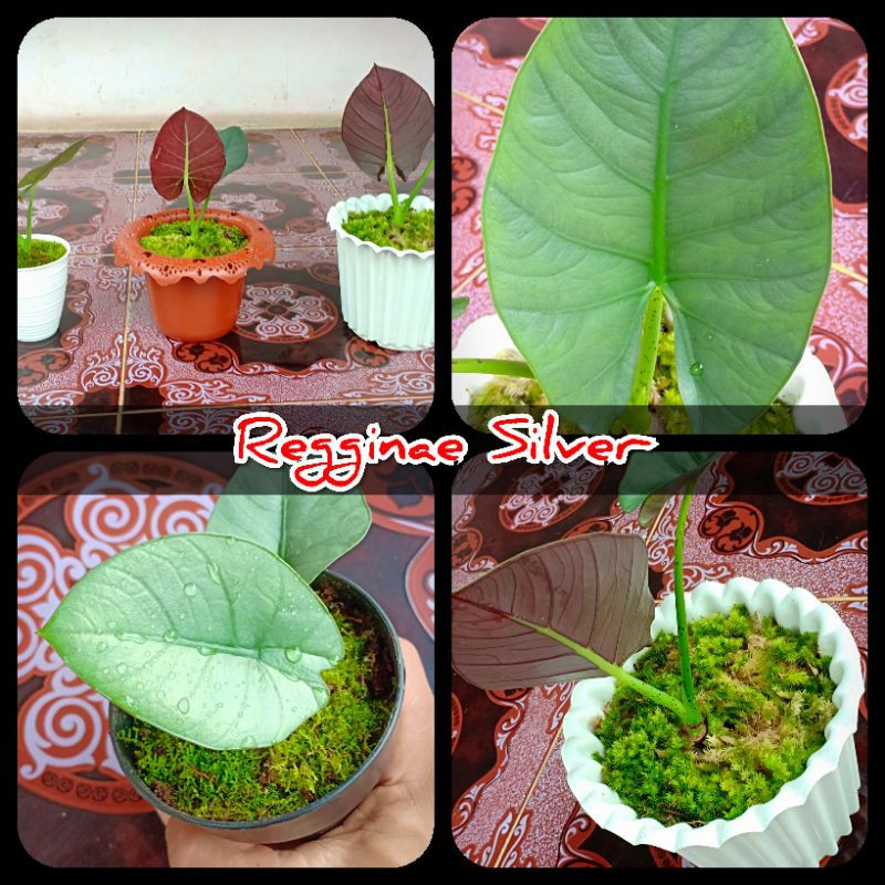 Alocasia Regginae Silver Anakan 1 Daun