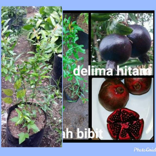 Bibit pohon delima hitam bibit buah delima